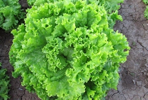 Семена салата типа Батавия (листовой)
