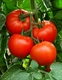 Семена томата красного (высокорослого)