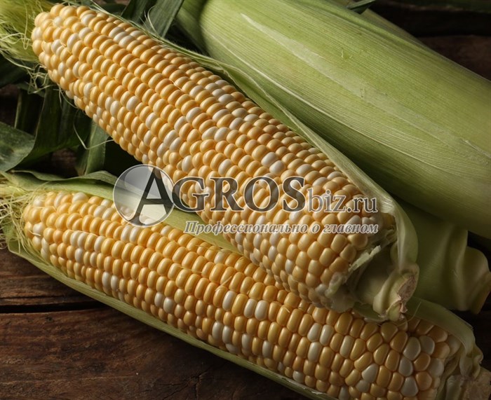 Семена кукурузы Ракель F1 5000 шт - фото 10132