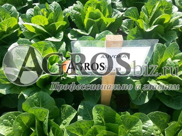 Семена салата Аувона 1000 шт (драже) - фото 8868
