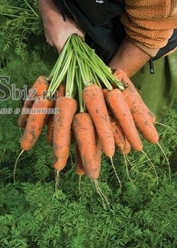 Семена моркови Кардифф F1 250 000 калибр 2,0-2,2 - фото 9062