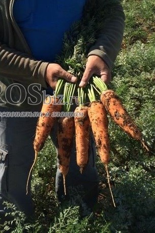 Семена моркови Канада F1 500 000 шт калибр 1,8-2,0 - фото 9063