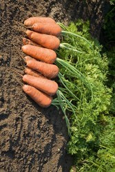 Семена моркови Купар F1 500 000 шт калибр 1,8-2,0 - фото 9069