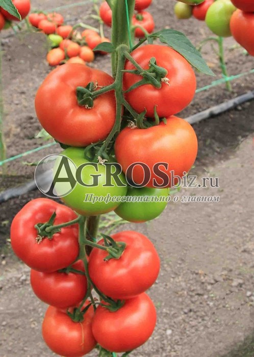 Семена томата Агилис F1 500 шт - фото 9149