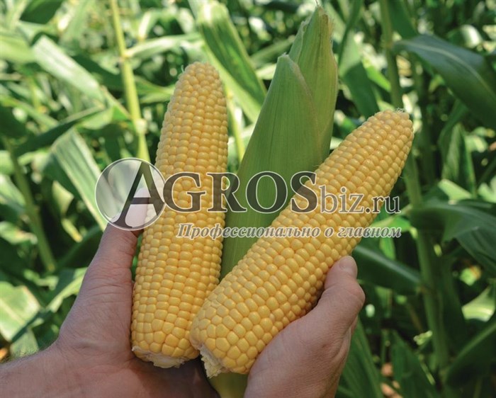 Семена кукурузы Минт  F1 5000 шт - фото 9539
