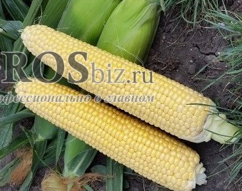 Семена кукурузы Мегатон F1 5000 шт