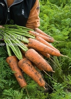 Семена моркови Кордоба F1 500 000 шт калибр 1,8-2,0