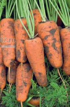 Семена моркови Каскад F1 500 000 шт калибр 1,6-1,8