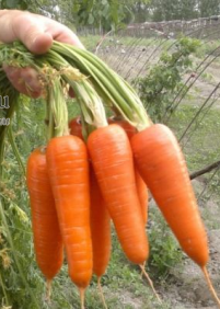 Семена моркови Проминанс F1 100 000 шт калибр 2,2-2,4