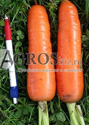 Семена моркови Тангерина F1 100 000 шт калибр 2,0-2,2