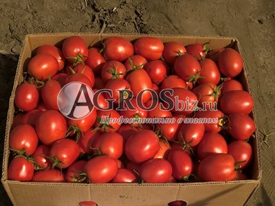 Семена томатов селекционные семена экрана