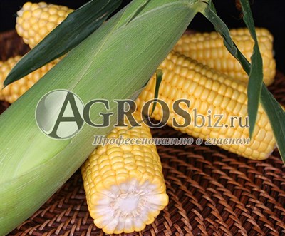 Семена кукурузы Оватонна  F1 5000 шт