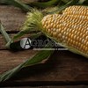 Семена кукурузы Ракель F1 5000 шт - фото 10129