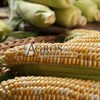 Семена кукурузы Ракель F1 5000 шт - фото 10130