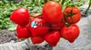 Семена томата Агилис F1 500 шт - фото 10500
