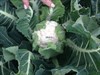 Семена цветной капусты Ардент F1 2500 шт - фото 10556