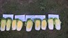 Семена капусты пекинской Предуро F1 2500 шт - фото 10558