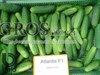 Семена огурца Атлантис F1 1000 шт - фото 5070
