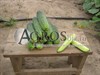 Семена огурца Аякс F1 1000 шт - фото 5863