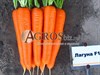 Семена моркови Лагуна F1 25 000 шт