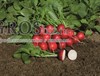 Семена редиса Ровер F1 5 000 шт (калибр.2,75-3,00) - фото 8781