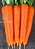 Семена моркови Лагуна F1 25 000 шт