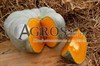 Семена тыквы Сампсон F1 500 шт - фото 8930