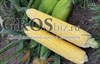 Семена кукурузы Мегатон F1 5000 шт - фото 8973
