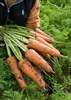 Семена моркови Кордоба F1 250 000 шт калибр 2,0-2,2 - фото 9060