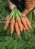 Семена моркови Кардифф F1 500 000 калибр 1,8-2,0 - фото 9061