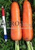 Семена моркови Тангерина F1 100 000 шт калибр 1,6-1,8 - фото 9077