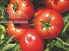 Семена томата Имран F1 1000 шт - фото 9115