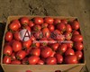 Семена томата Фрегатта F1 1000 шт - фото 9412