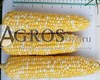 Семена кукурузы Камберлэнд F1 5000 шт - фото 9496