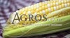 Семена кукурузы Камберлэнд F1 5000 шт - фото 9497