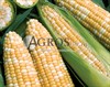 Семена кукурузы Роузи F1 5000 шт - фото 9502