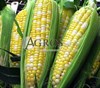Семена кукурузы Роузи F1 5000 шт - фото 9504