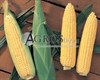 Семена кукурузы Сентинель  F1 5000 шт - фото 9535