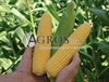 Семена кукурузы Минт  F1 5000 шт - фото 9538