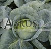 Семена капусты Адаптор  F1 2500шт - фото 9612