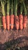 Семена моркови Проминанс F1 100 000 шт калибр 1,8-2,0 - фото 9743