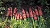 Семена моркови Проминанс F1 100 000 шт калибр 1,8-2,0 - фото 9745