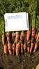 Семена моркови Проминанс F1 100 000 шт калибр 1,8-2,0 - фото 9746