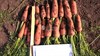 Семена моркови Проминанс F1 100 000 шт калибр 1,8-2,0 - фото 9747