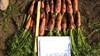 Семена моркови Проминанс F1 100 000 шт калибр 1,8-2,0 - фото 9748