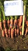 Семена моркови Проминанс F1 100 000 шт калибр 1,8-2,0 - фото 9749