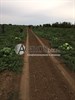 Семена арбуза Каристан F1 1000 шт - фото 9763